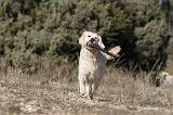 GOLDEN RETRIEVER 598